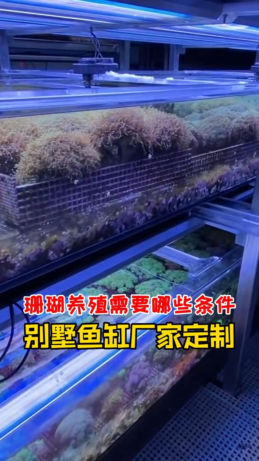 海水鱼缸珊瑚养殖注意事项