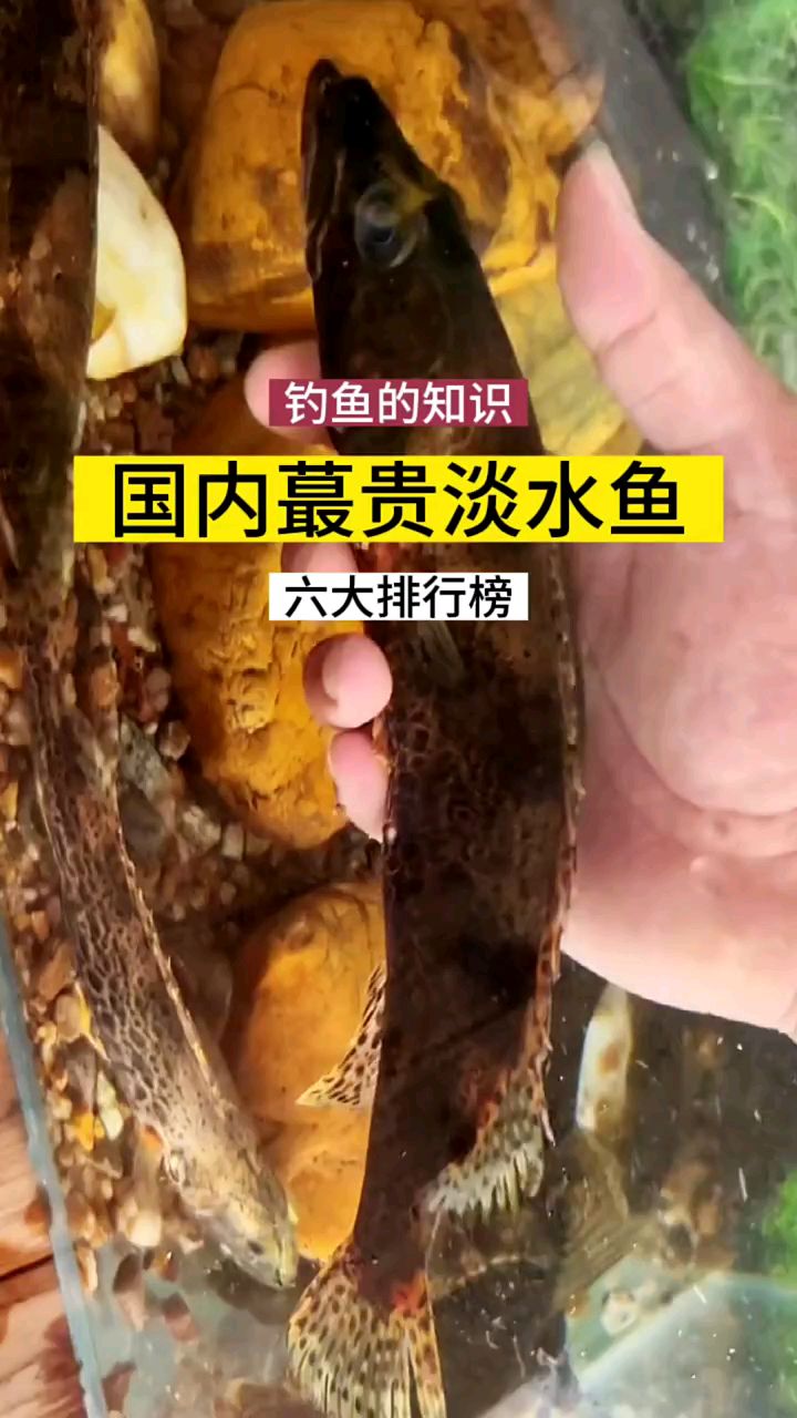 六大最贵淡水鱼,你都知道吗?