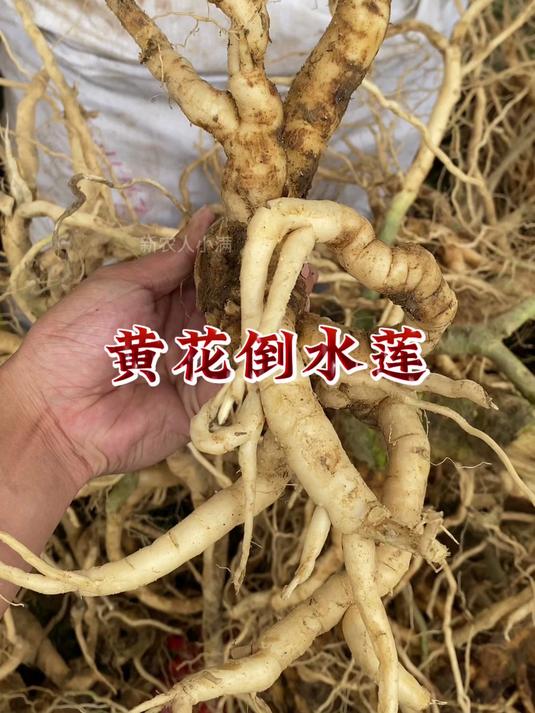 黄花倒水莲也叫“黄花远志”,它有什么用处呢?