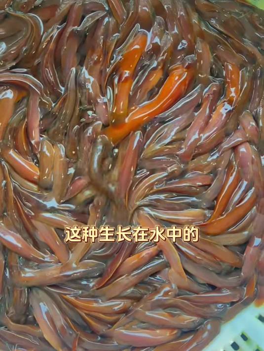 6月9日对水质要求高的水蜂子鱼1
