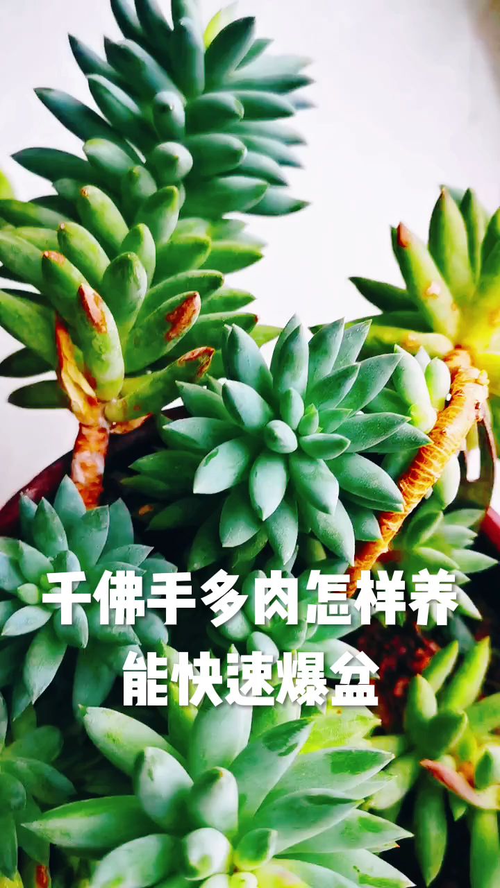 千佛手多肉怎样养护,才能快速爆盆