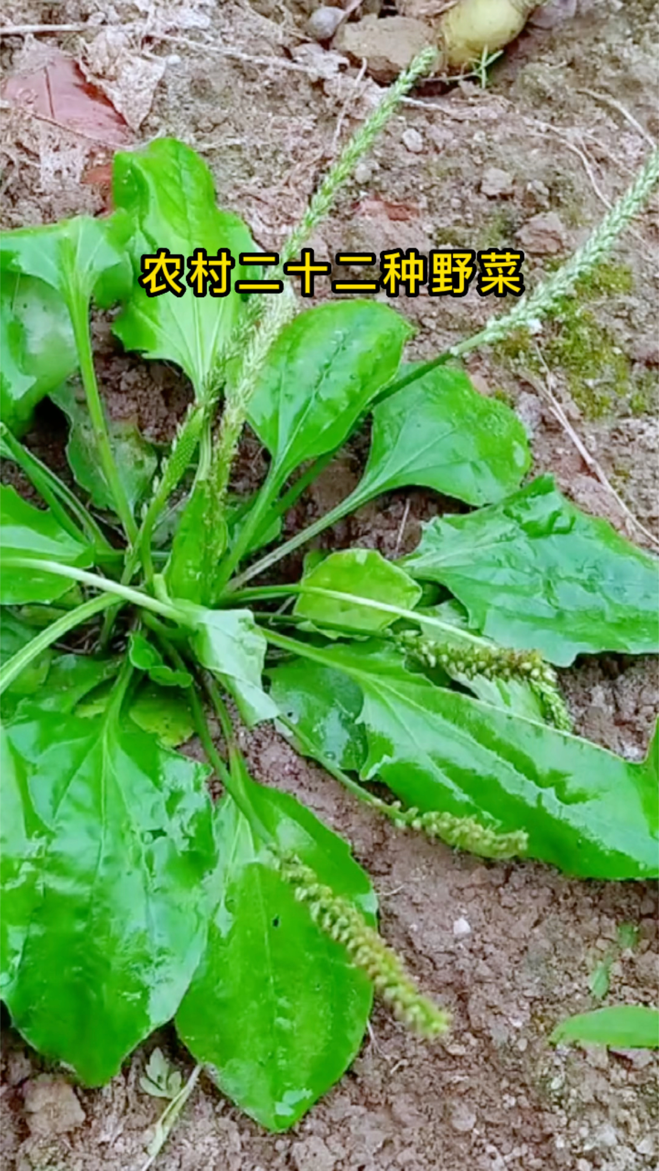 农村常见的二十二种野菜,看看你认识多少