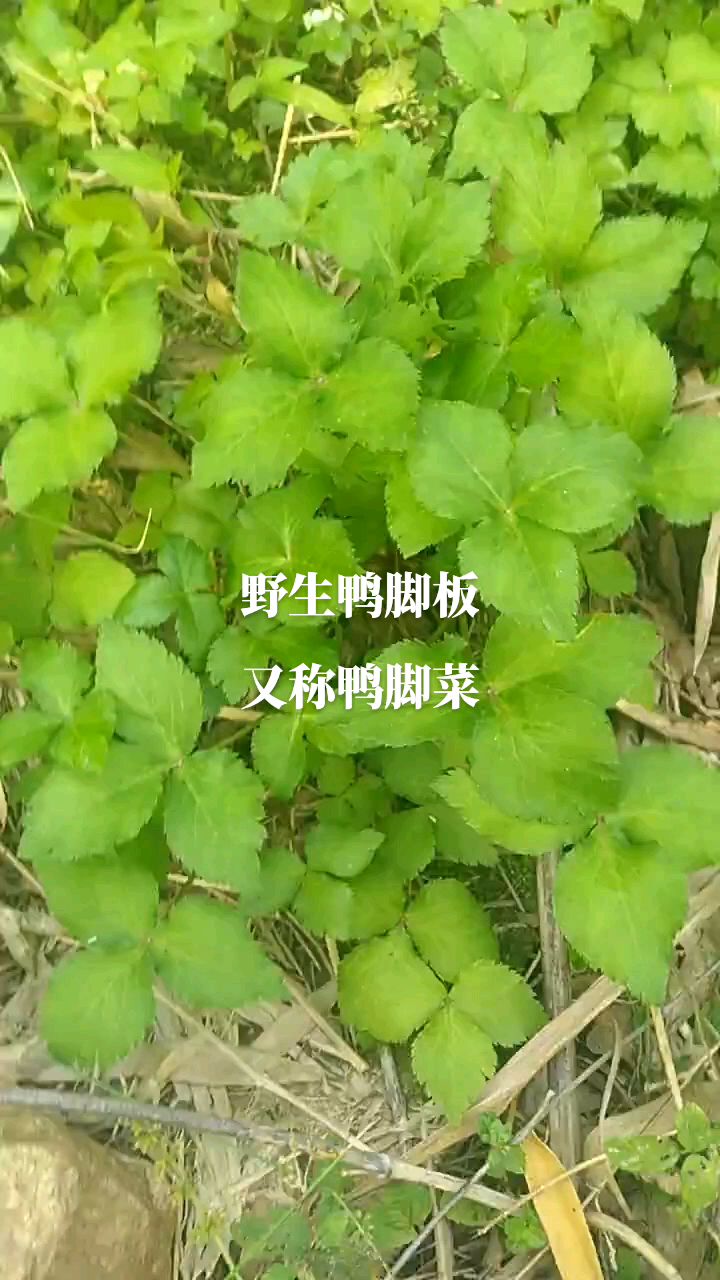 野生鸭脚板,又称鸭脚菜,属药食同源草本植物,网友知道用处吗?