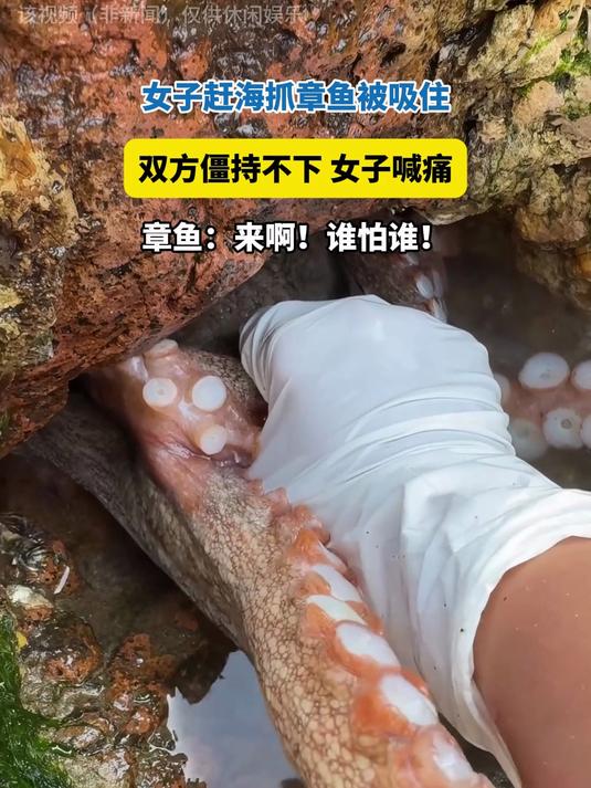 女子赶海抓章鱼被吸住，双方僵持不下，章鱼：来啊！谁怕谁！