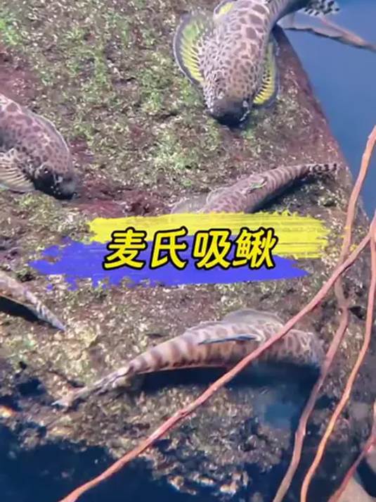 特价冷水鱼麦氏吸鳅和爬岩鳅 清洁鱼缸有奇效 超活泼