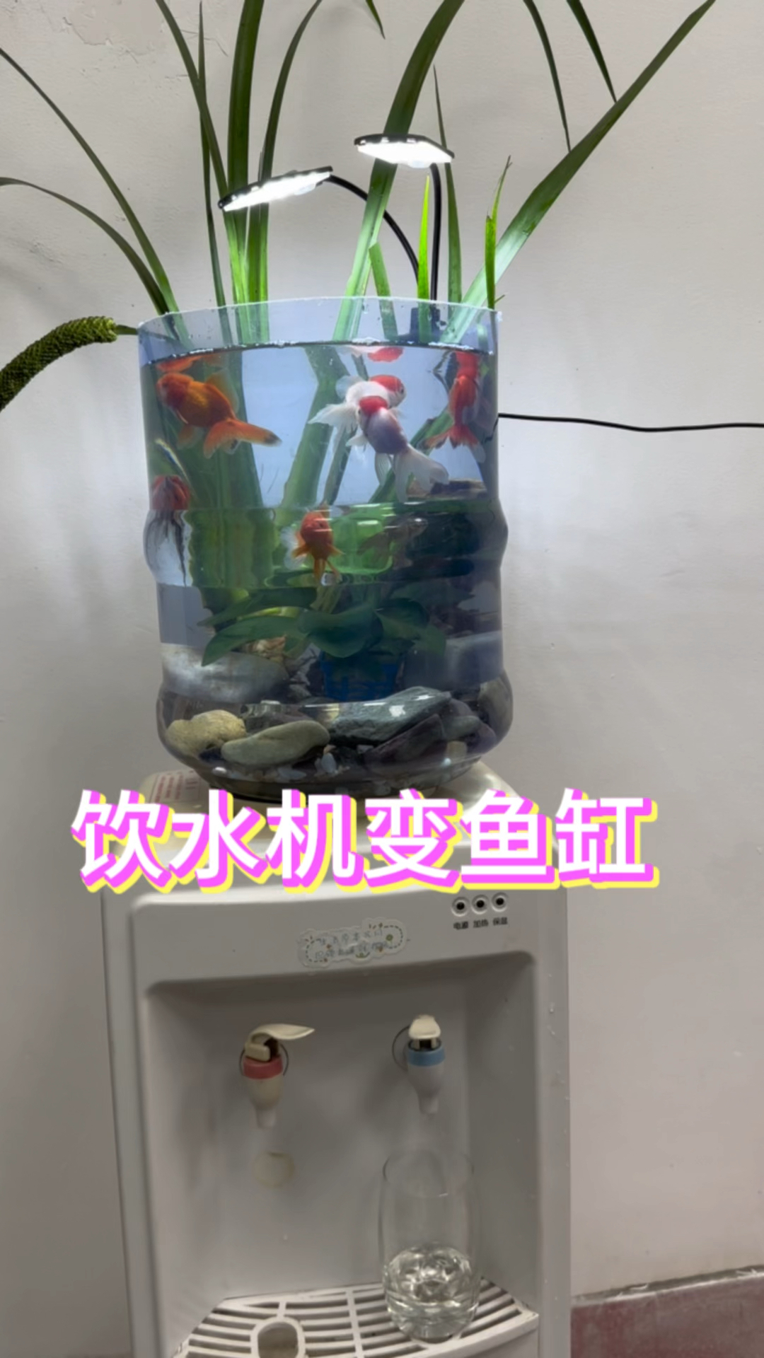饮水机变鱼缸#水族 #鱼缸里的大自然 #养鱼日记