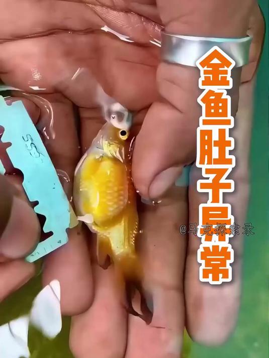 金鱼肚子异常膨胀,产卵还是疾病?生死关键瞬间大揭秘!