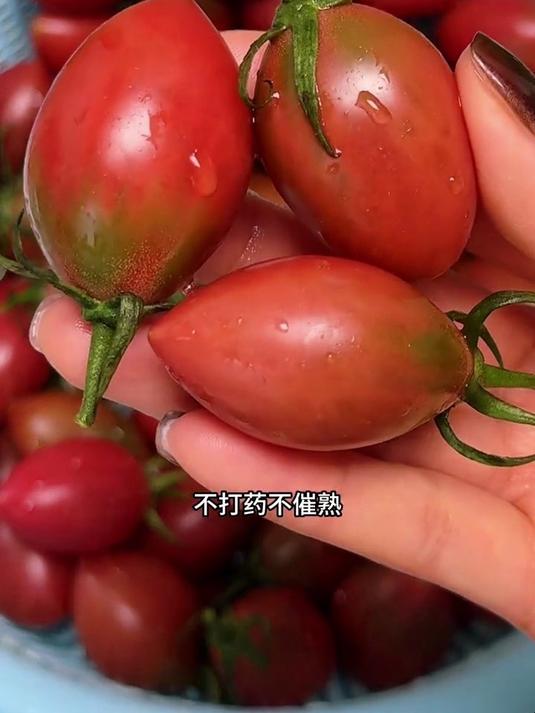 吃货私藏的子弹头小番茄,果肉紧实超脆嫩,酸甜浓郁超对味