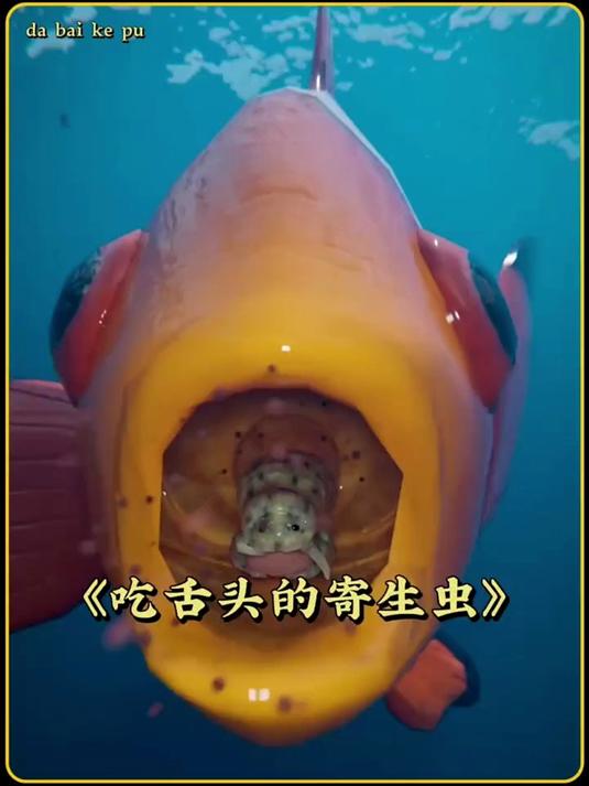 吃舌头的寄生虫