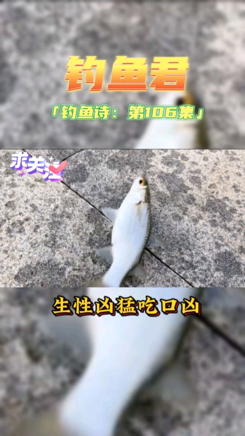 钓鱼君之钓鱼口诀:第106集(钓鲻鱼)鱼类百科,各位钓过此鱼吗?