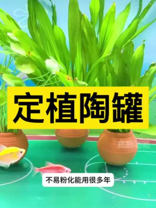 定植陶罐有技巧 水培植物更鲜活 鱼缸景观超迷人