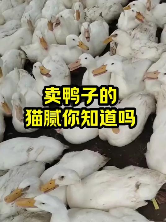 母鸭不下蛋 一分钟分公母