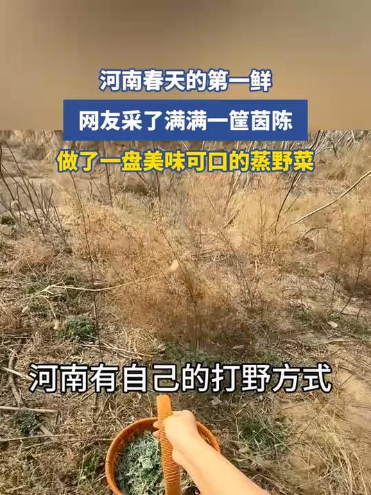 河南春天的第一鲜，网友采了满满一筐茵陈，做了一盘美味可口的蒸野菜#马上就出发#