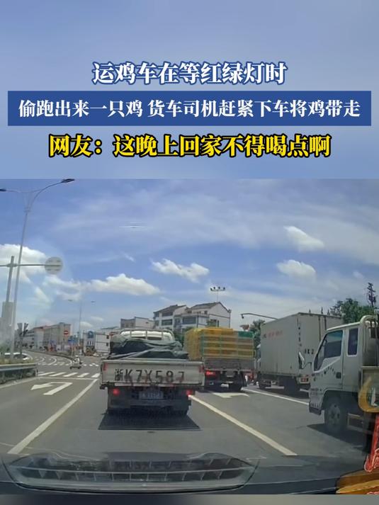 运鸡车在等红绿灯时,偷跑出来一只鸡,货车司机赶紧下车将鸡带走