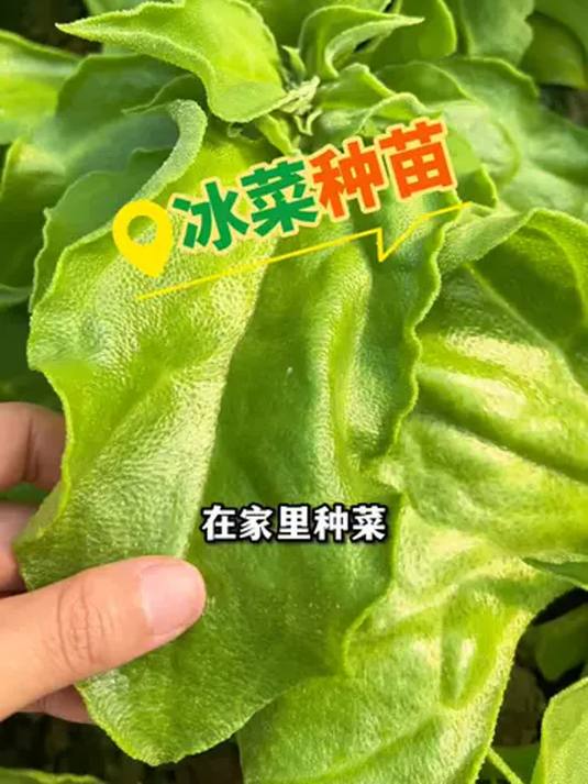 冰菜种子怎么选?优质种苗是关键!三农干货分享