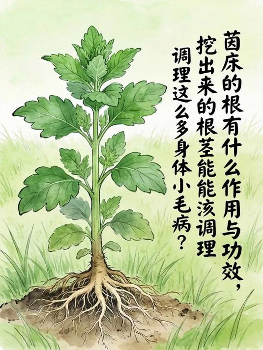 茵陈的根有什么作用与功效,挖出来的根茎竟能调理这么多身体小毛病?