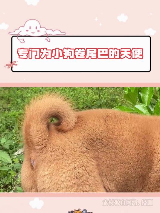 原来有专门为小狗卷尾巴的天使 治愈系小动物漫画 萤火淘金节