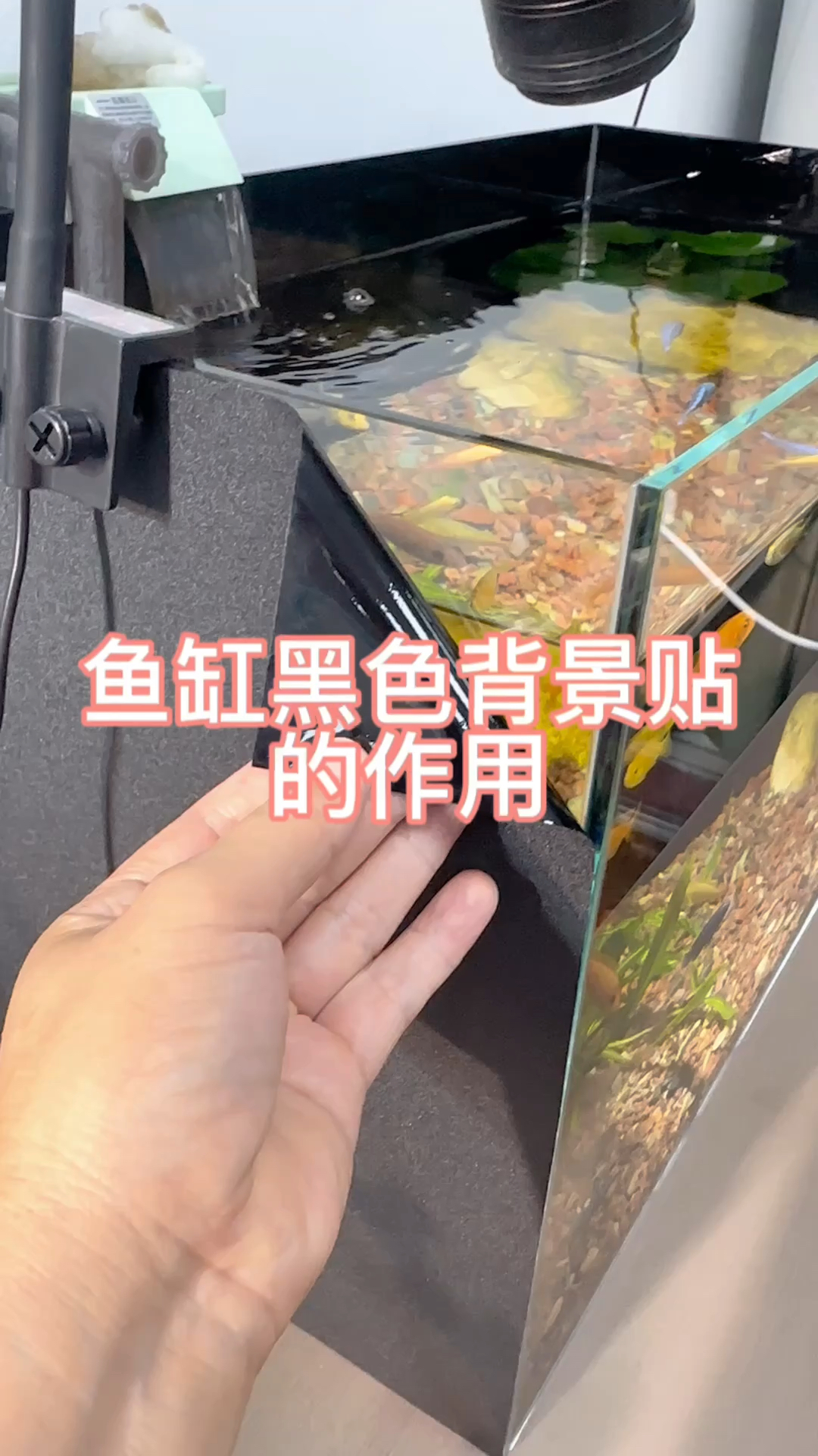 鱼缸黑色背景贴的作用