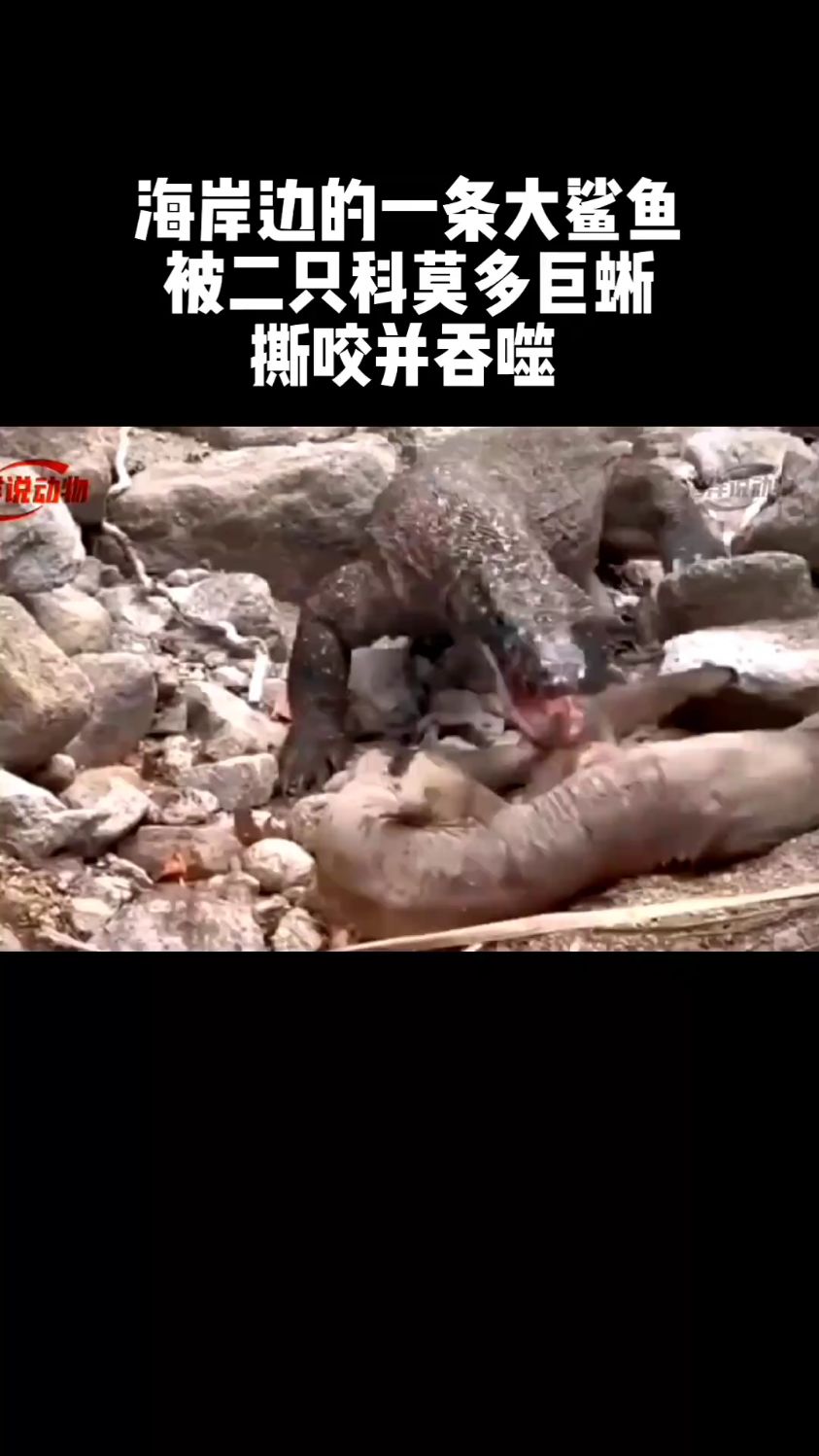 海岸边的一条大鲨鱼被二只科莫多巨蜥撕咬并吞噬。