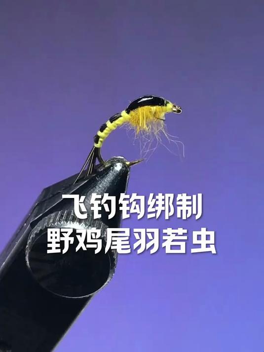 野鸡尾羽若虫
