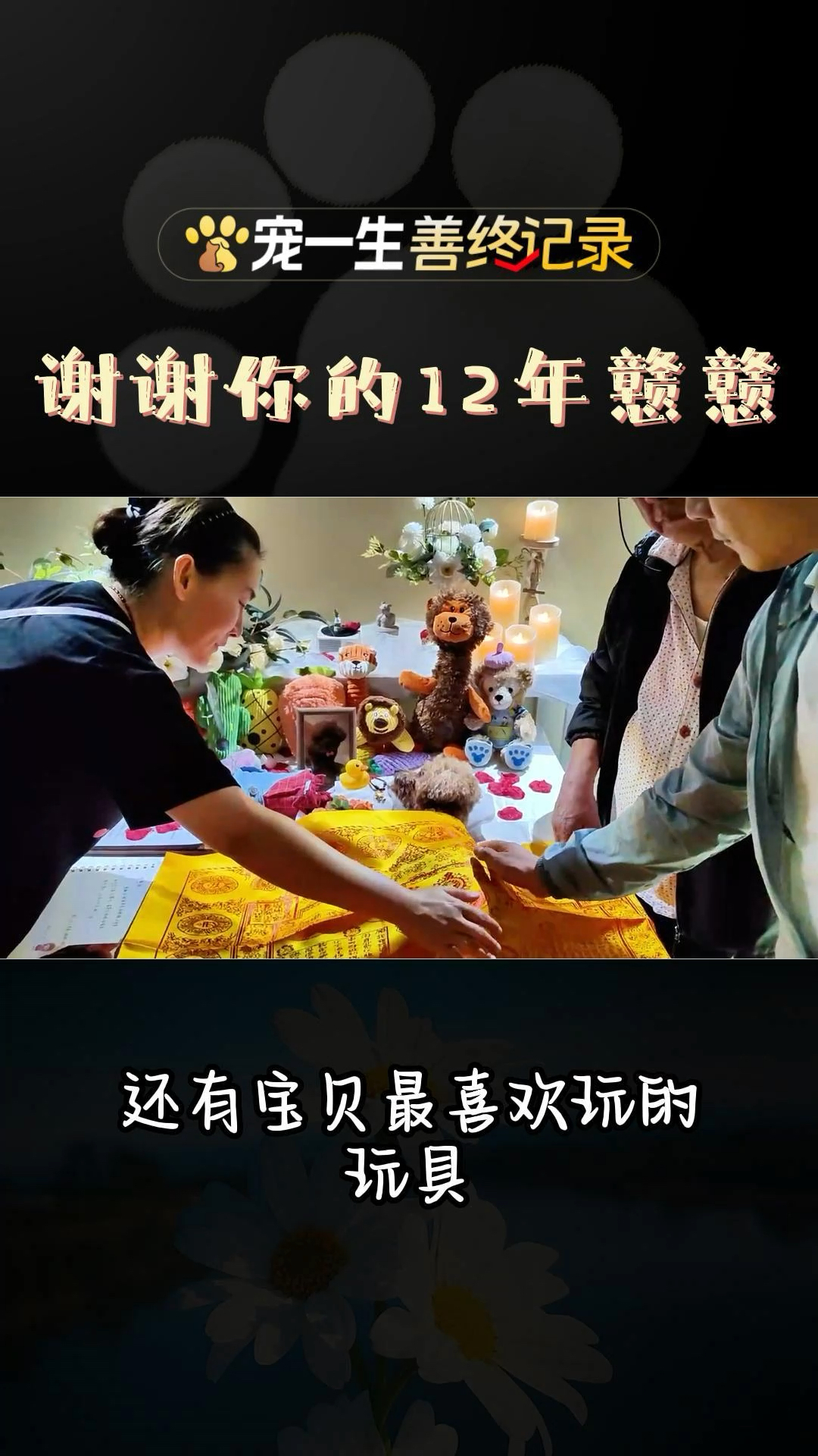这是一只我们养了12年的小狗,我带了小鸭子和长命锁,来送你最后一程。