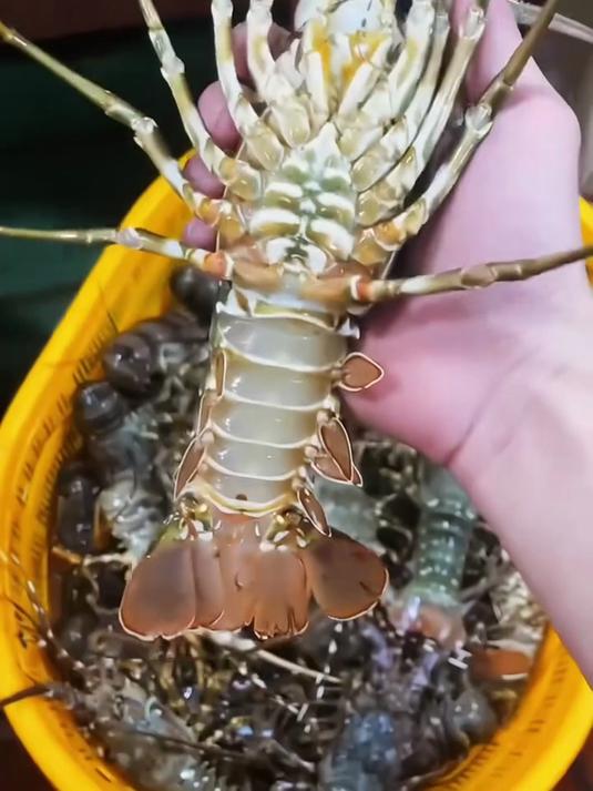 小青龙虾做寿司！鲜糯一口，超香