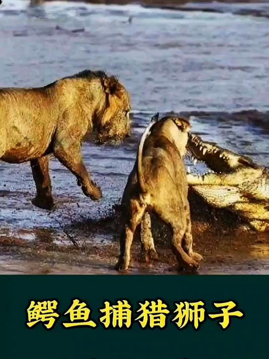 鳄鱼捕猎狮子