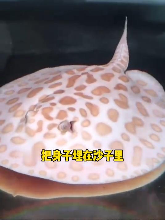 魔鬼鱼:笑啥 还不快放手 我都快窒息了