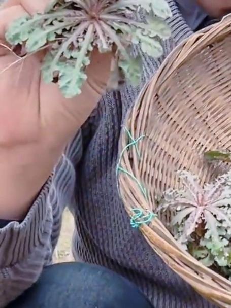 苦碟子是一种春季野菜，外形类似蒲公英