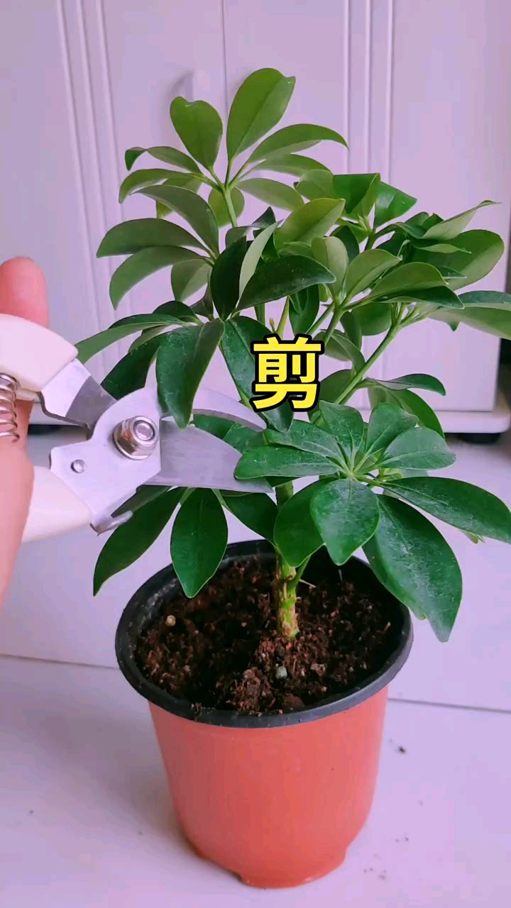 鸭脚木修剪方法