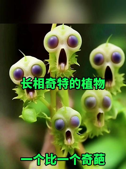 长相奇特的植物,一个比一个奇葩