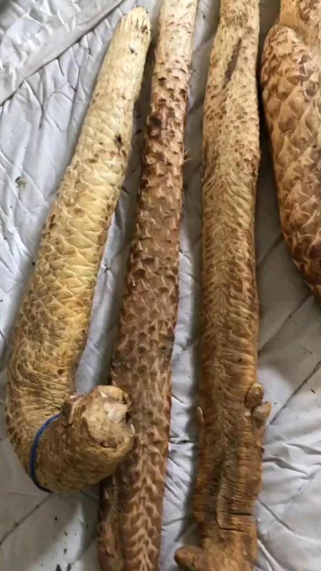 哪里可以买到正宗阿拉善野生肉苁蓉?肉苁蓉几年生的好