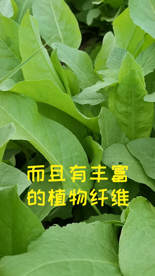 板蓝根您吃过吗