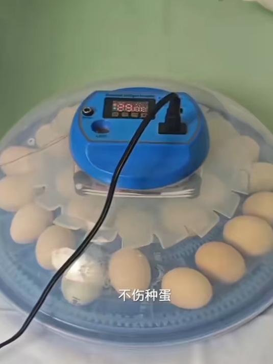 家用全自动孵化器 自动控温控湿,自动翻蛋,操作简单方便