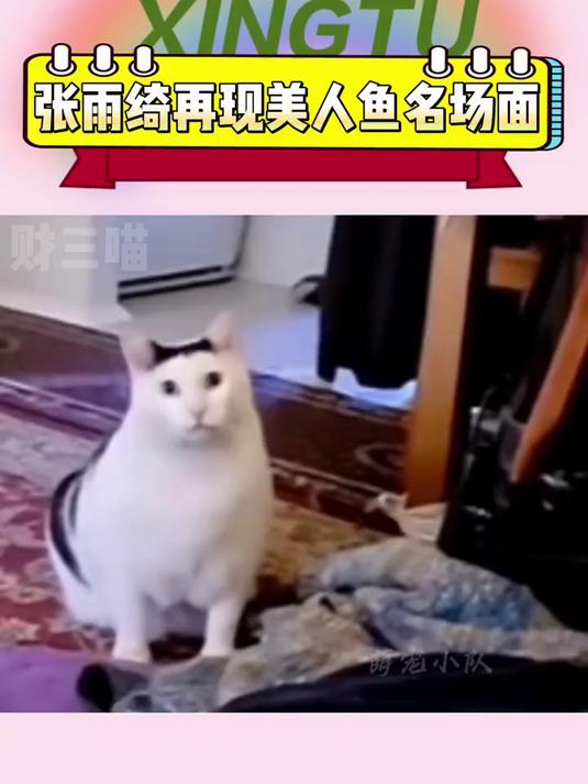 笑死!张雨绮打包鱼头汤给冠军,重现名场面