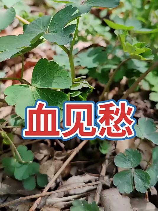 耧斗菜你见过吗?