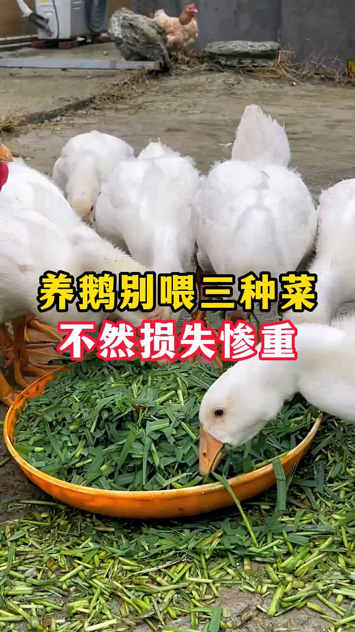 养鹅不能吃的三种菜