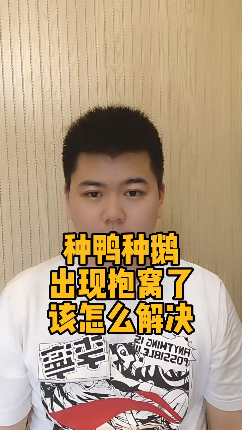 #鹅抱窝有什么表现鹅为什么没蛋老抱窝大鹅抱窝怎么能尽快醒窝鹅怎么让他停止抱窝