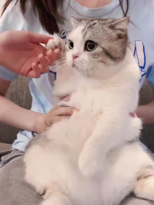 因为太可爱被抓起来了