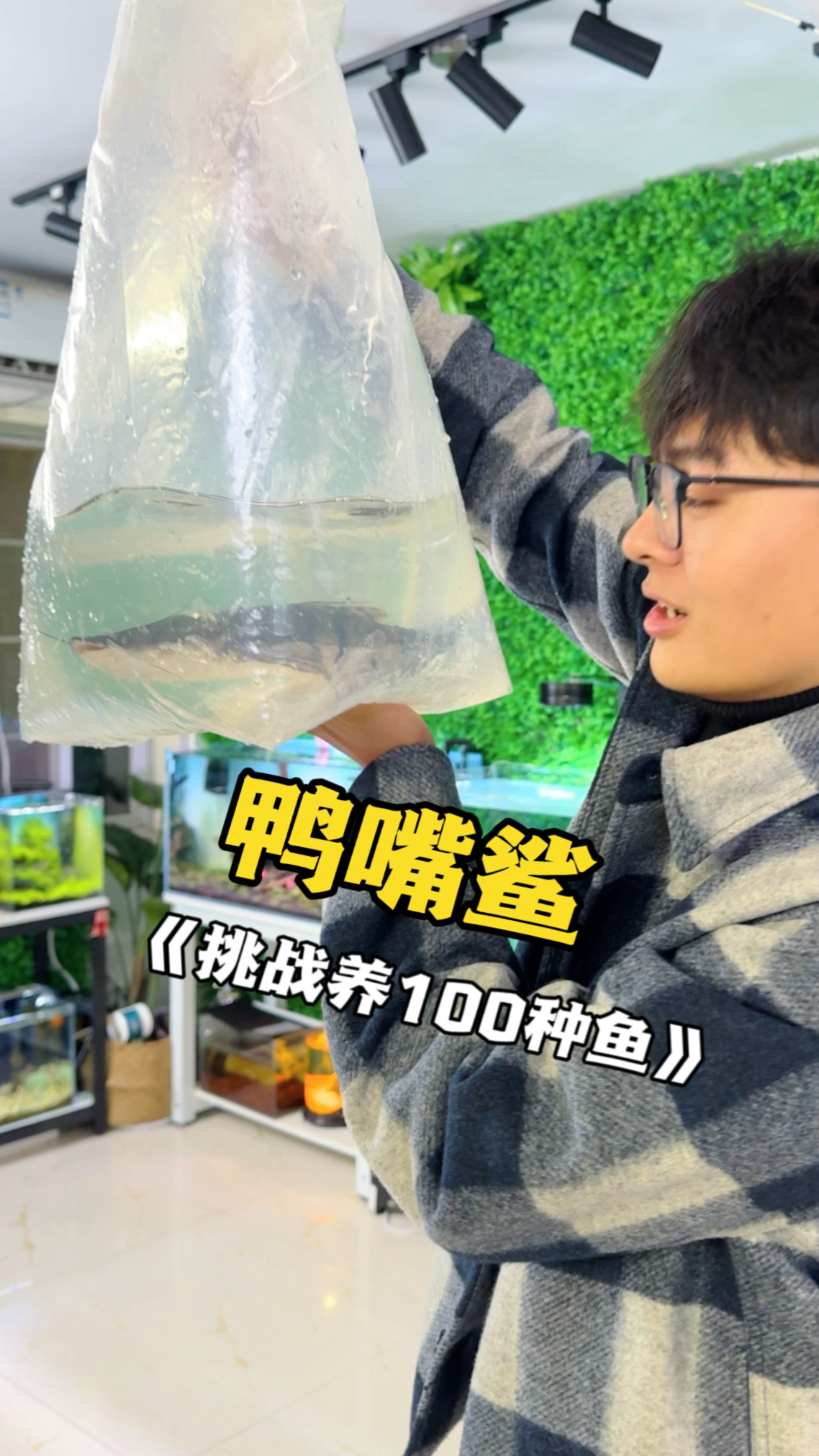 这次养了条长得像鸭子的鱼