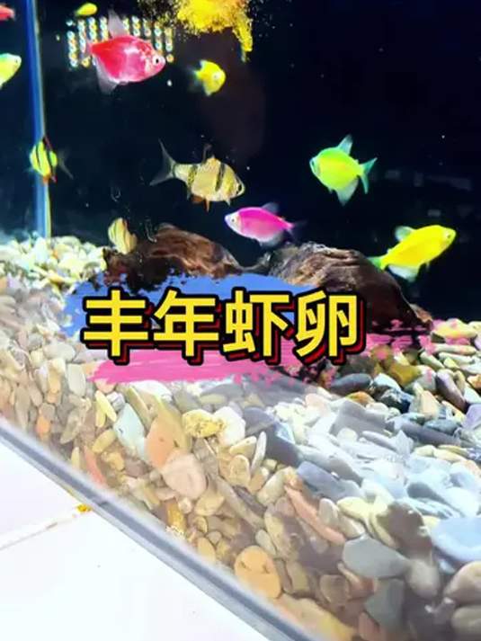 丰年虾卵当鱼粮 小鱼狂吃胖成球 轻松把鱼养肥壮