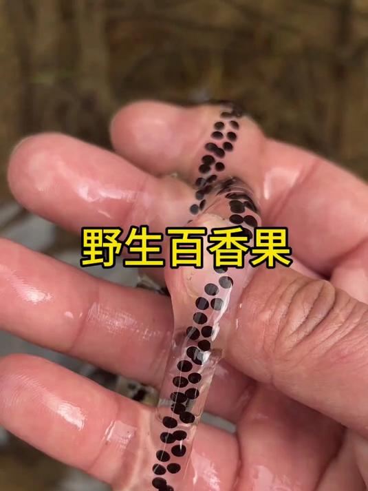 这些应该是用来做奶茶的材料吧?