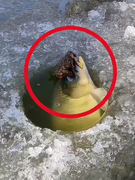结满冰层的河水当中,一只蛤蟆居然紧紧的抱住了大鲤鱼的脑袋