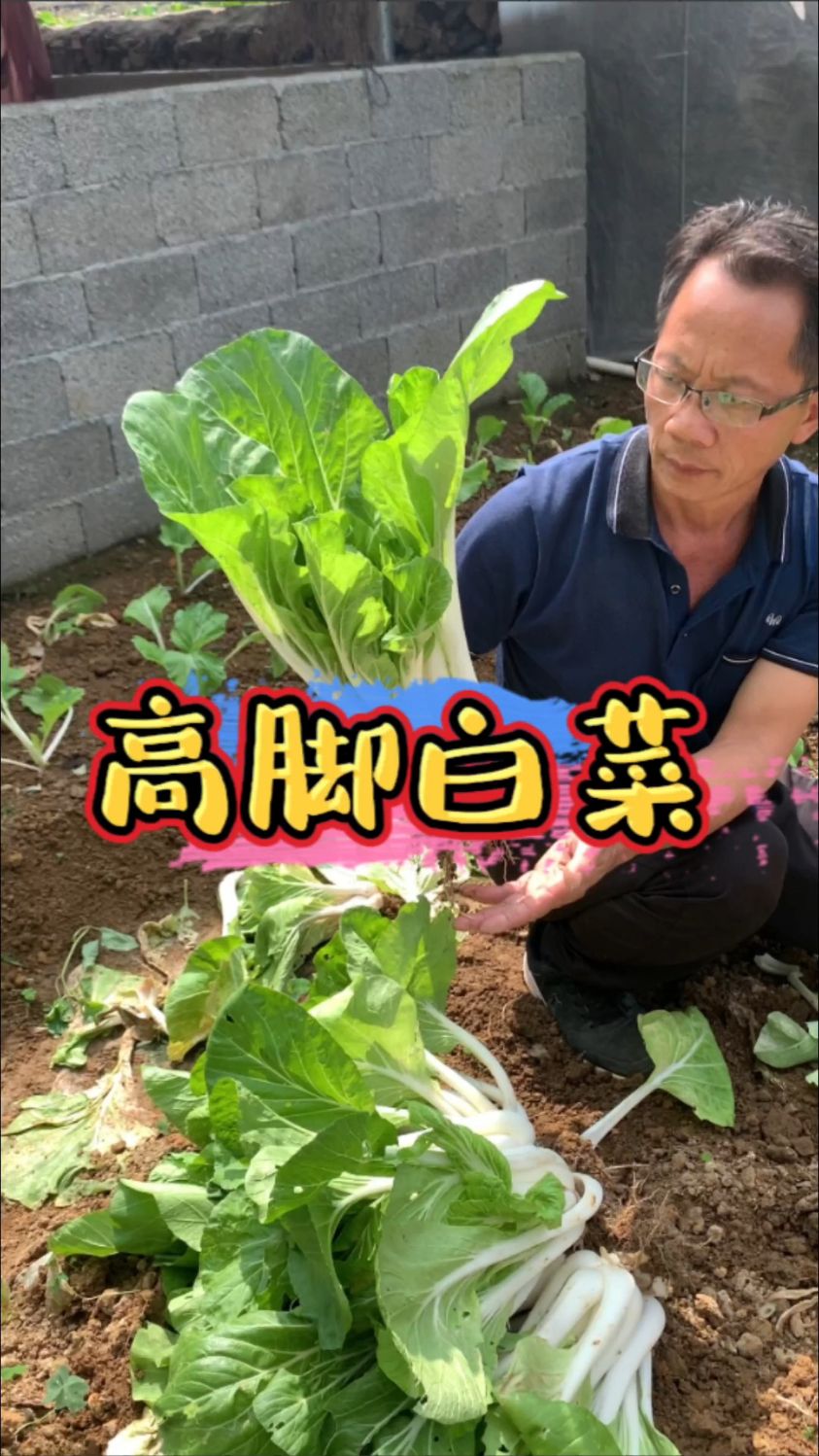 高脚白菜可以炒来吃,也腌酸菜 #我爱种菜 #一份耕耘一份收获 #田园生活