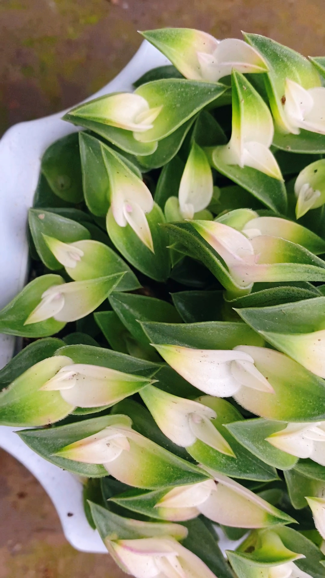 多肉重扇,也叫叠叶草,肉肉的,有喜欢的吗?