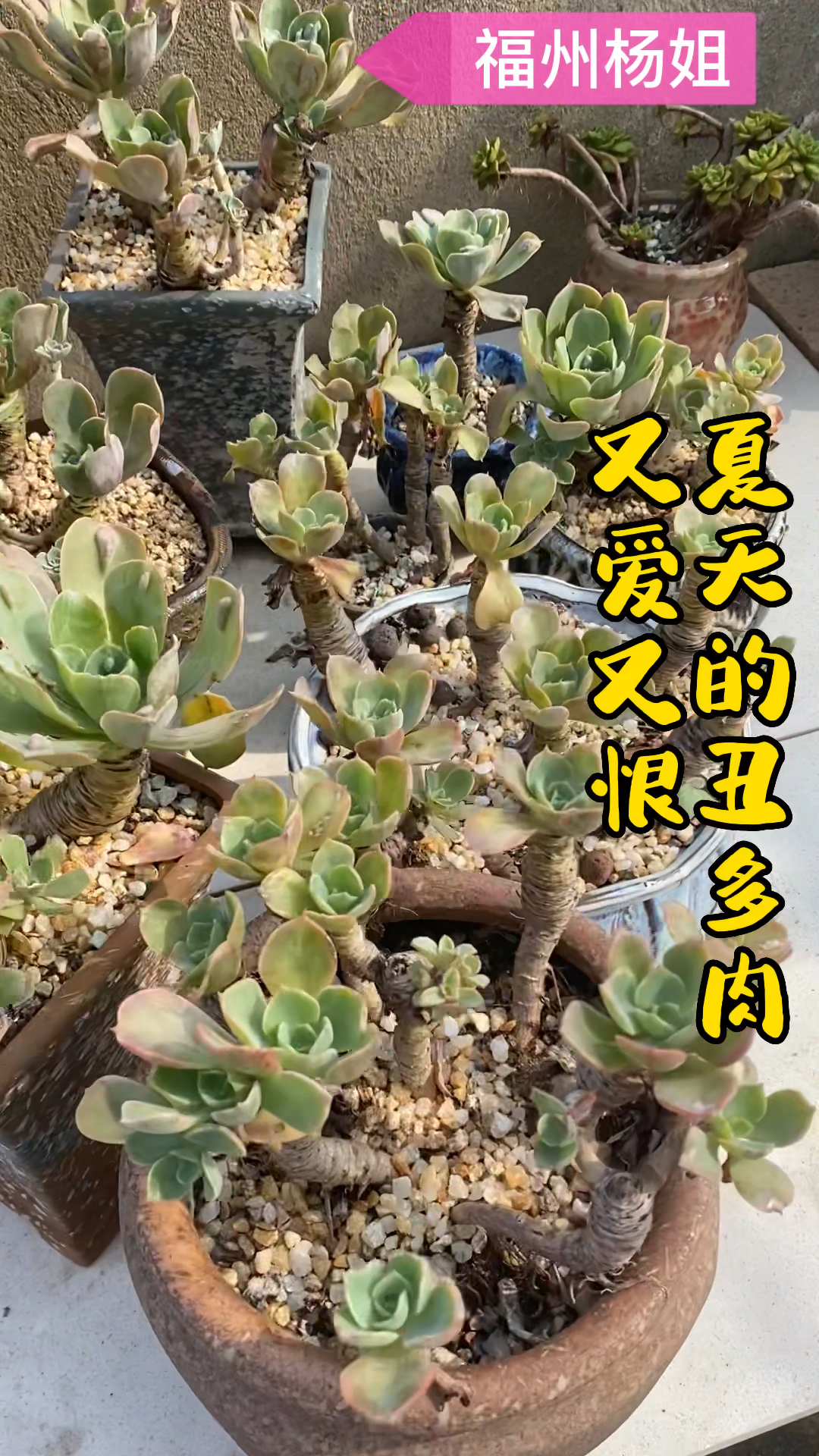 夏天最丑的多肉—雨滴!