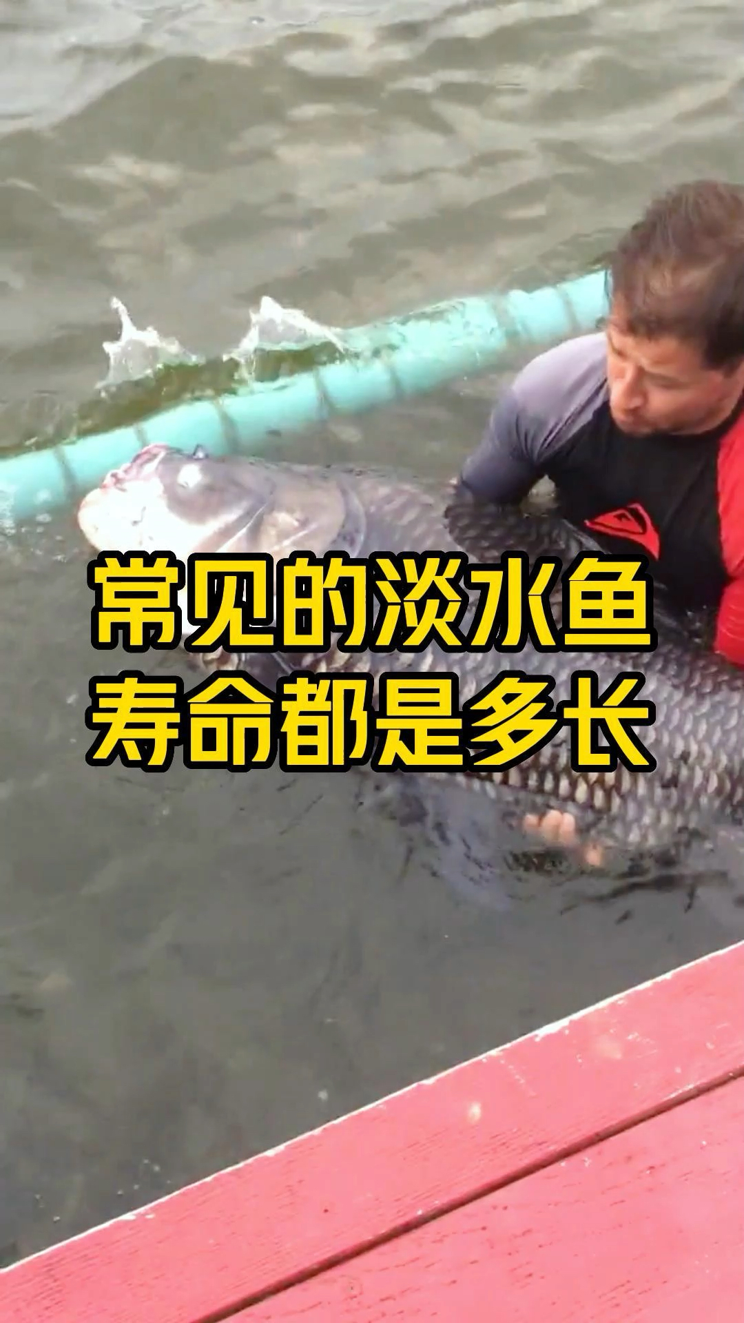 常见淡水鱼的寿命排行,你知道吗?