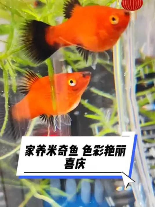 过年养米奇鱼,颜色喜庆添氛围!你养了吗?