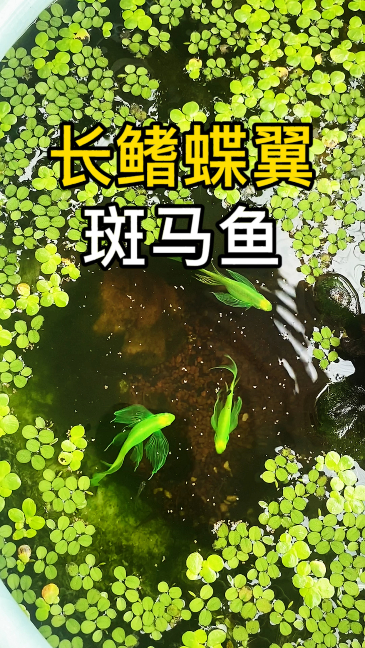 全名是荧光绿长鳍蝶翼斑马鱼,夜里会发光,飘逸洒脱