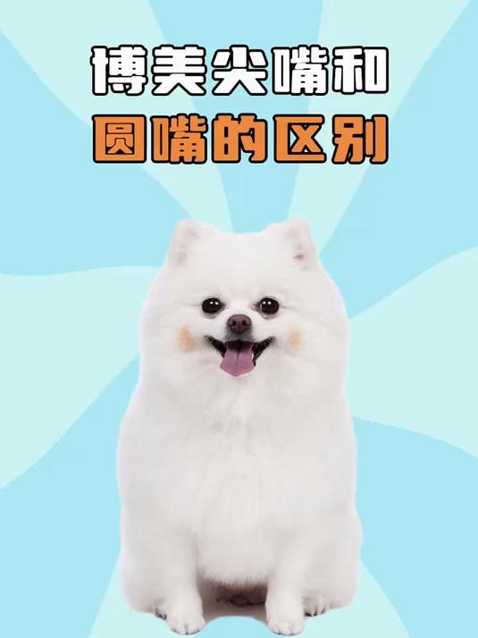 博美尖嘴和圆嘴,有什么区别呢?
